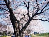 多摩川の風景_2